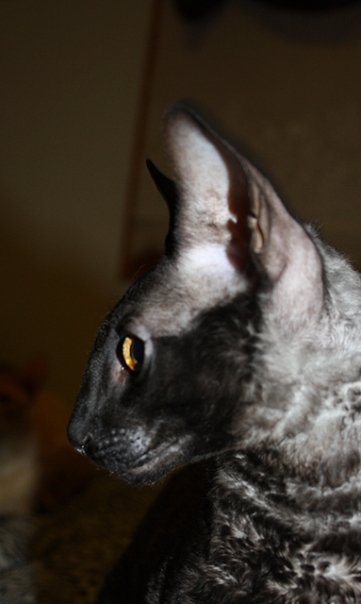 devil