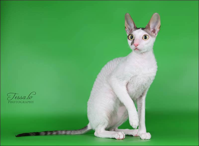 pinja